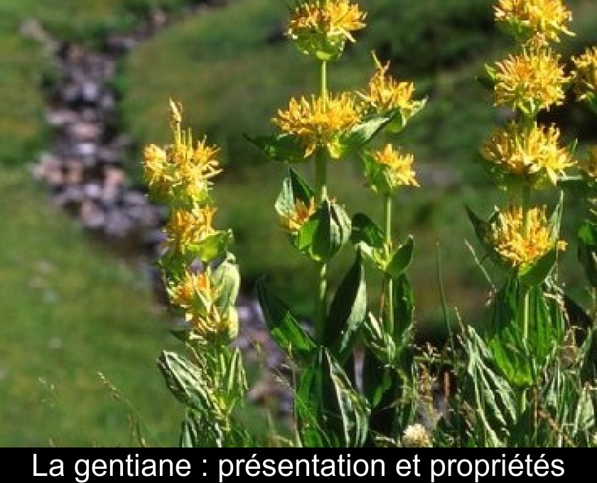 La gentiane : présentation et propriétés