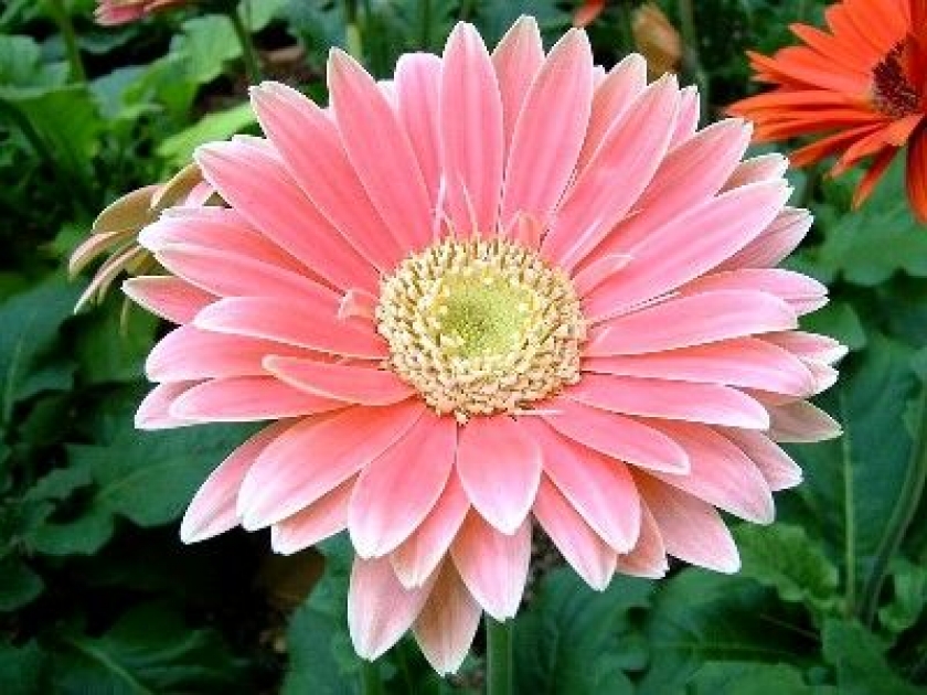 La gerbera : une magnifique plante d'ornement La gerbera : une magnifique plante d'ornement
