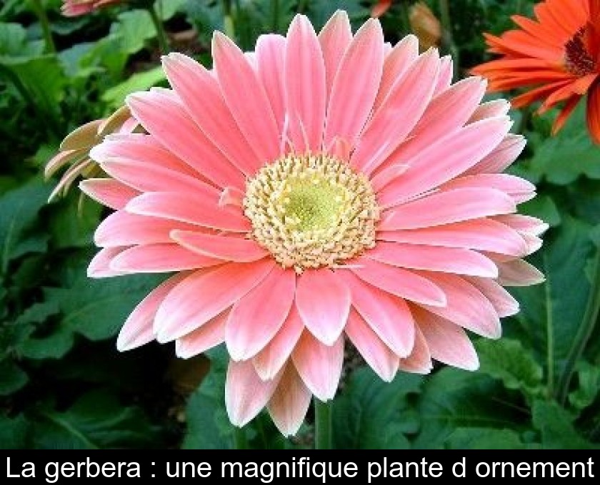 La gerbera : une magnifique plante d'ornement La gerbera : une magnifique plante d'ornement