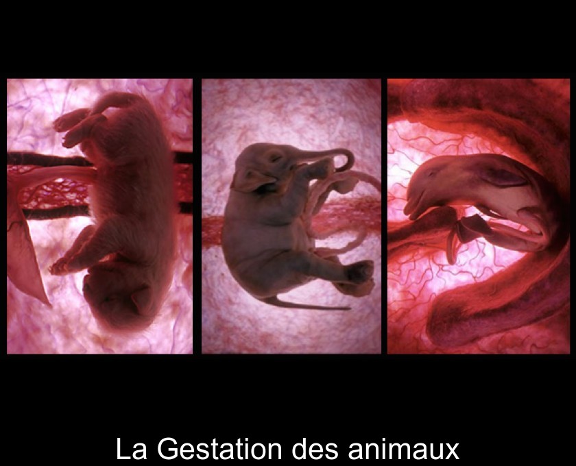 La Gestation des animaux La Gestation des animaux