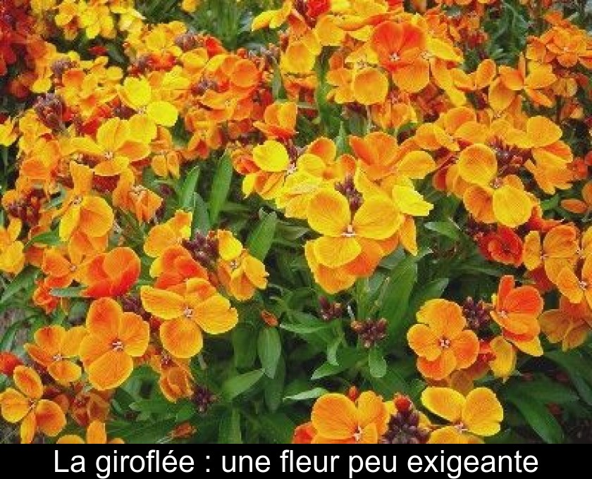 La giroflée : une fleur peu exigeante La giroflée : une fleur peu exigeante