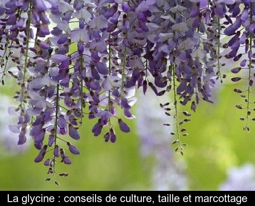 La glycine : conseils de culture, taille et marcottage