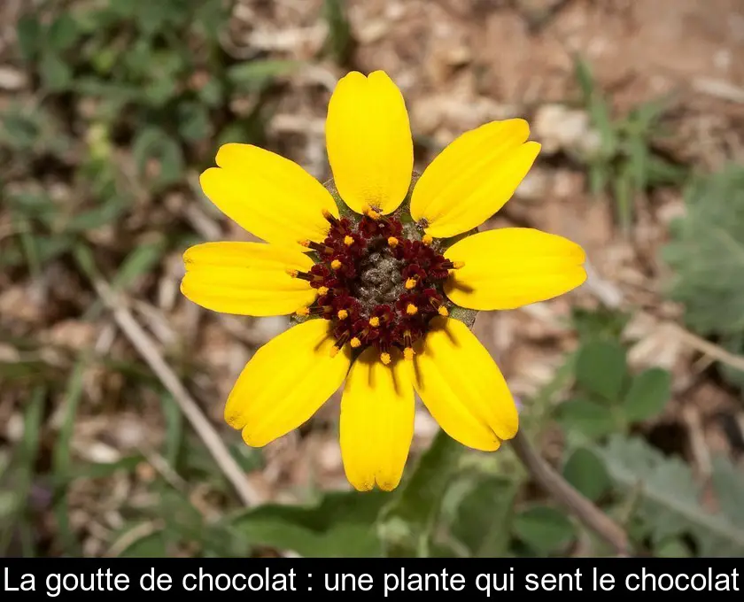 La goutte de chocolat : une plante qui sent le chocolat