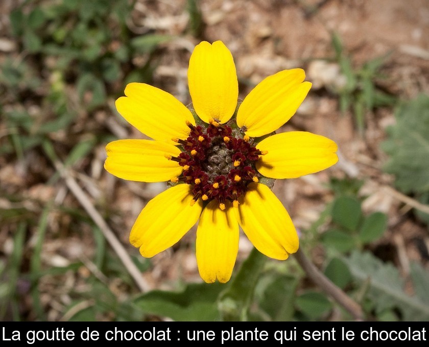 La goutte de chocolat : une plante qui sent le chocolat La goutte de chocolat : une plante qui sent le chocolat