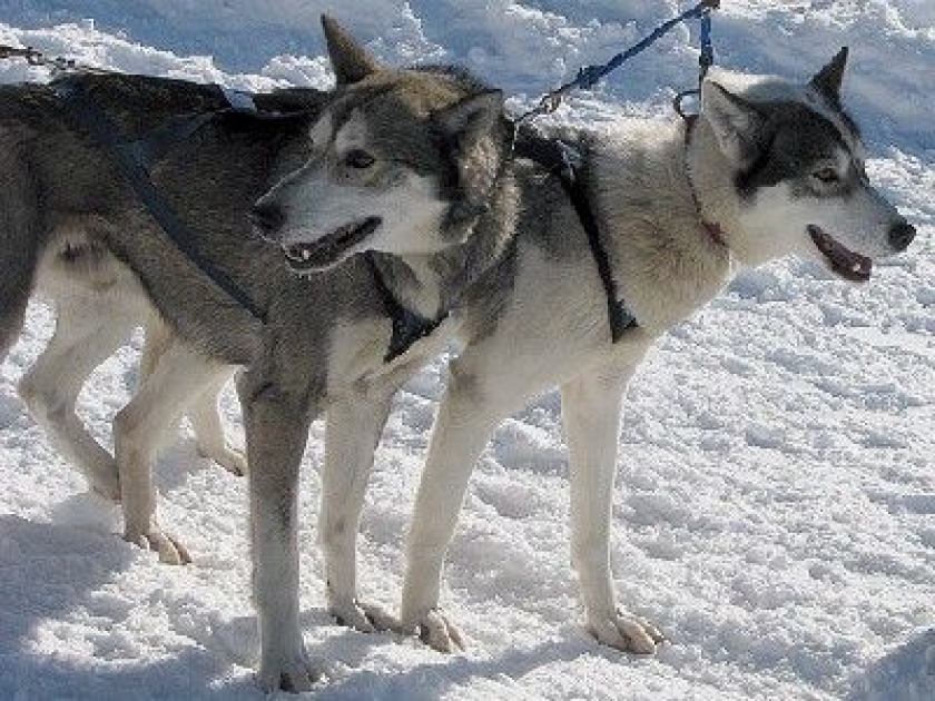 La Grande Odyssée Savoie Mont Blanc : une course spectaculaire La Grande Odyssée Savoie Mont Blanc : une course spectaculaire