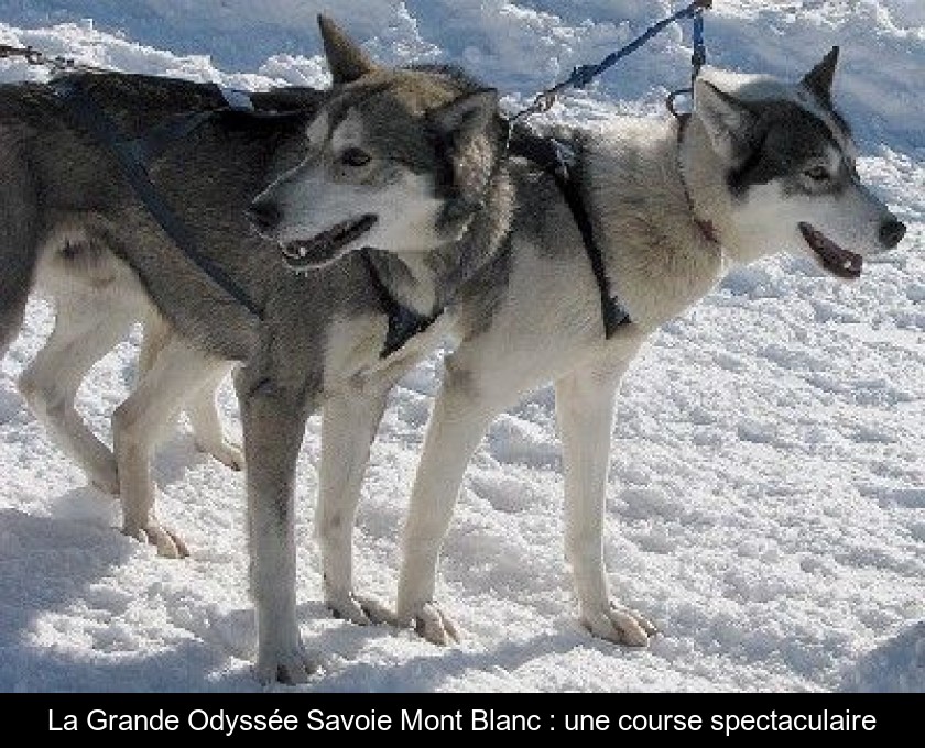 La Grande Odyssée Savoie Mont Blanc : une course spectaculaire La Grande Odyssée Savoie Mont Blanc : une course spectaculaire