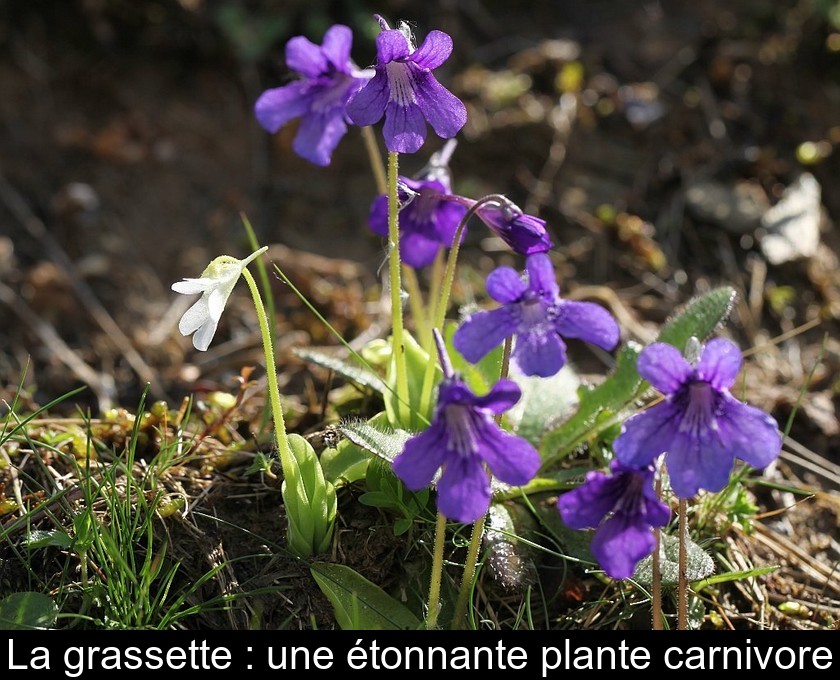 La grassette : une étonnante plante carnivore La grassette : une étonnante plante carnivore