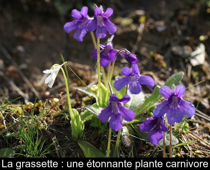 La grassette : une étonnante plante carnivore