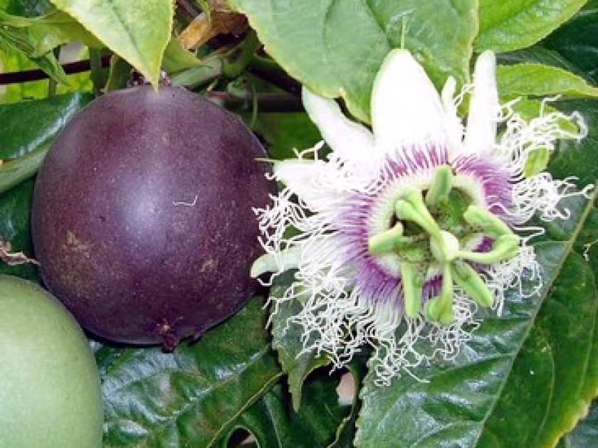 La grenadille : la plante qui donne le fruit de la passion La grenadille : la plante qui donne le fruit de la passion