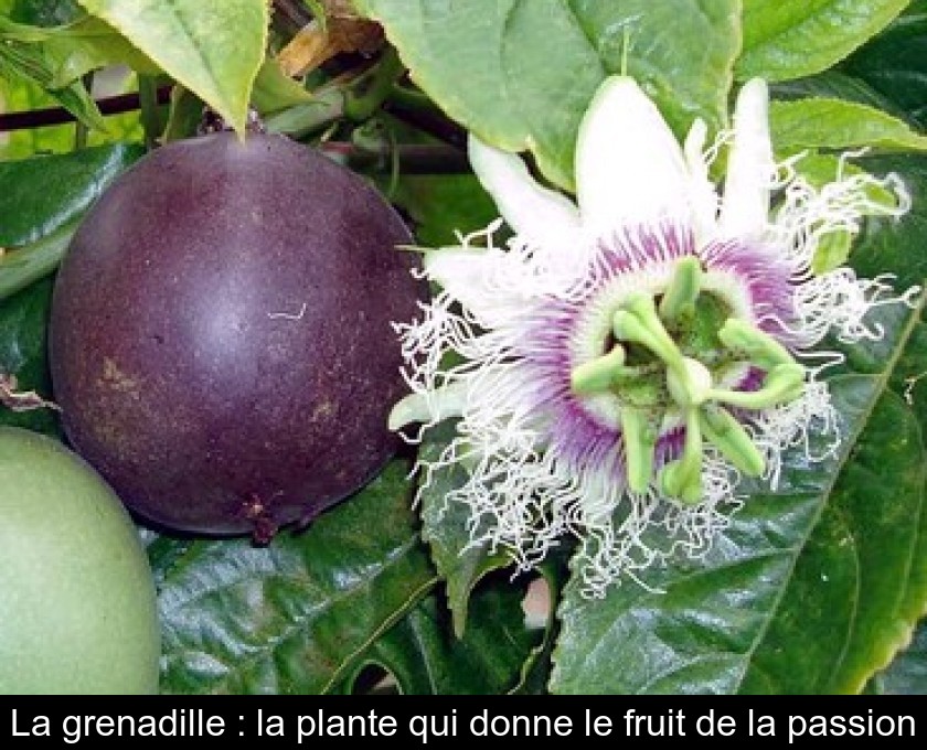 La grenadille : la plante qui donne le fruit de la passion