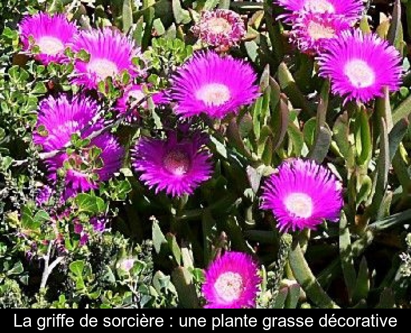 La Griffe De Sorciere Une Plante Grasse Decorative La Griffe De Sorciere Une Plante Grasse Decorative