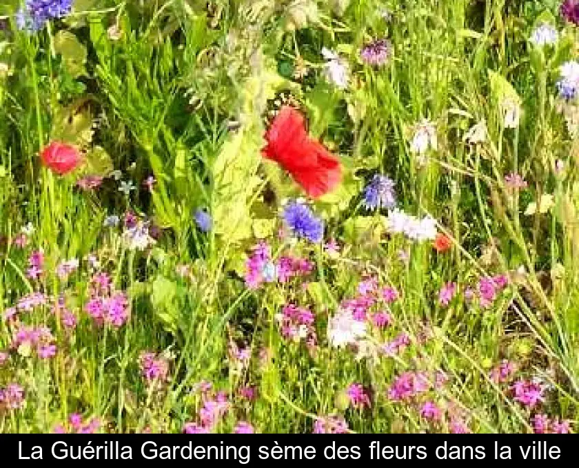 La Guérilla Gardening sème des fleurs dans la ville