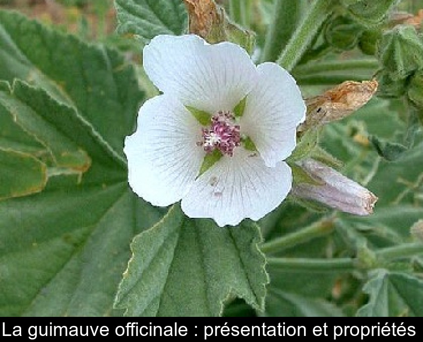 La guimauve officinale : présentation et propriétés 