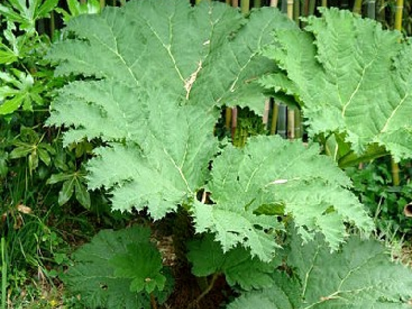 La Gunnera manicata : une plante spectaculaire La Gunnera manicata : une plante spectaculaire