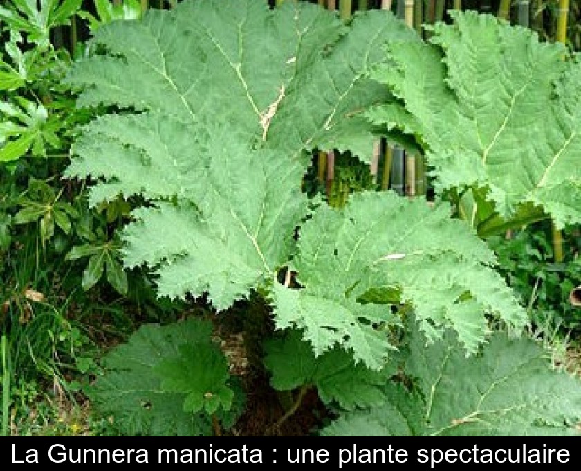 La Gunnera manicata : une plante spectaculaire La Gunnera manicata : une plante spectaculaire