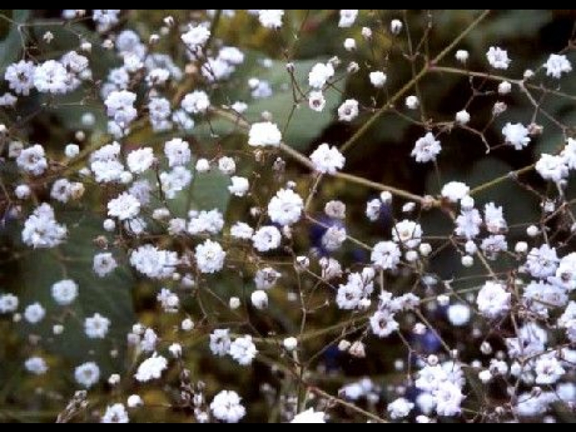 La gypsophile : l'incontournable des bouquets La gypsophile : l'incontournable des bouquets