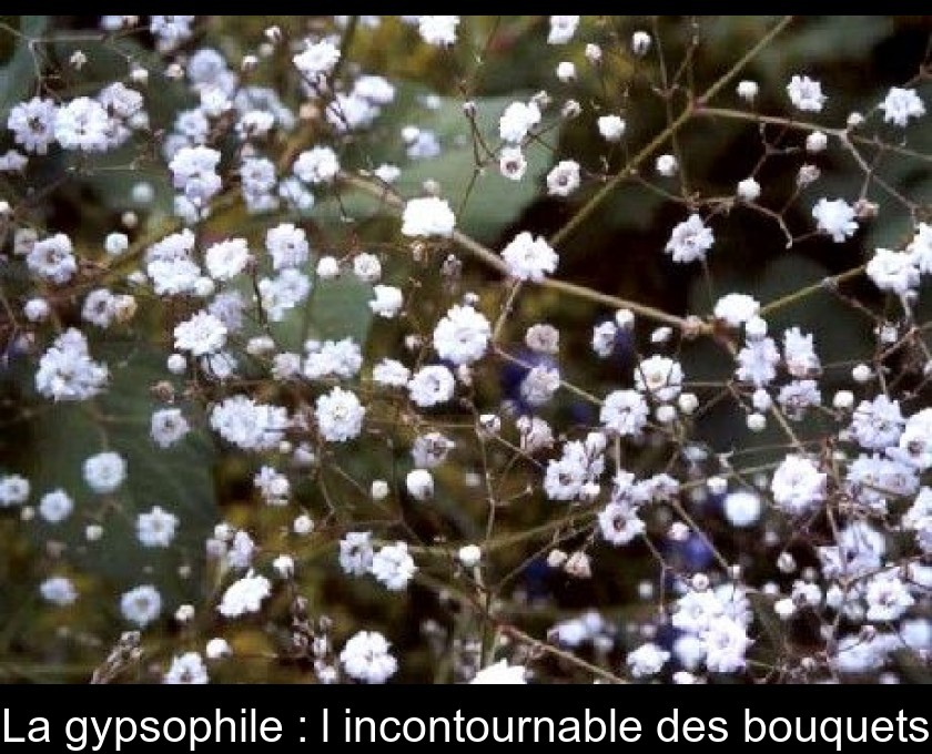 La gypsophile : l'incontournable des bouquets La gypsophile : l'incontournable des bouquets