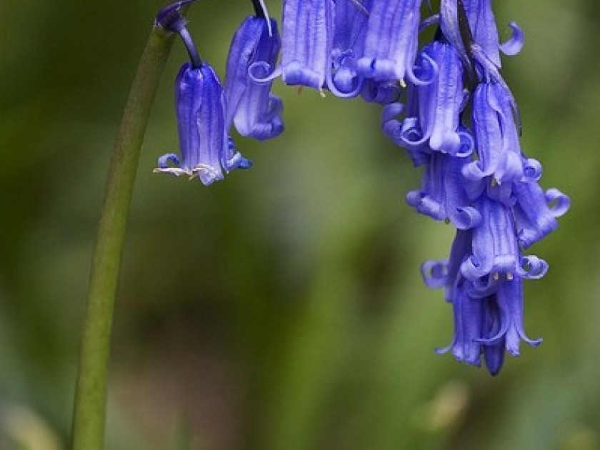 La jacinthe des bois présentation et culture