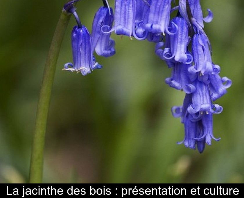 La jacinthe des bois : présentation et culture