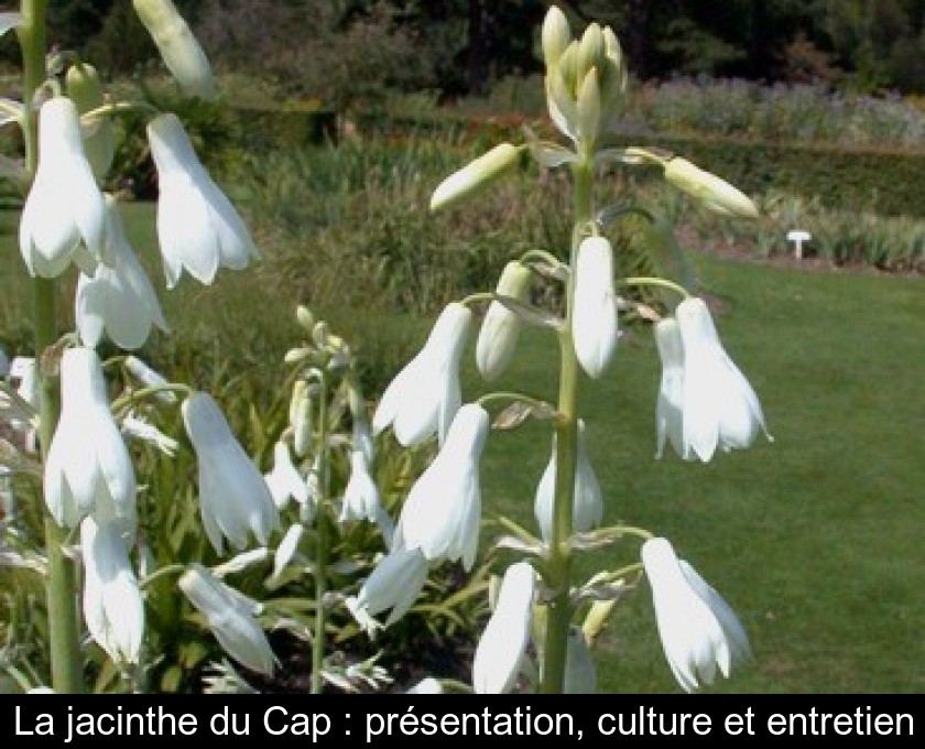 La jacinthe du Cap : présentation, culture et entretien