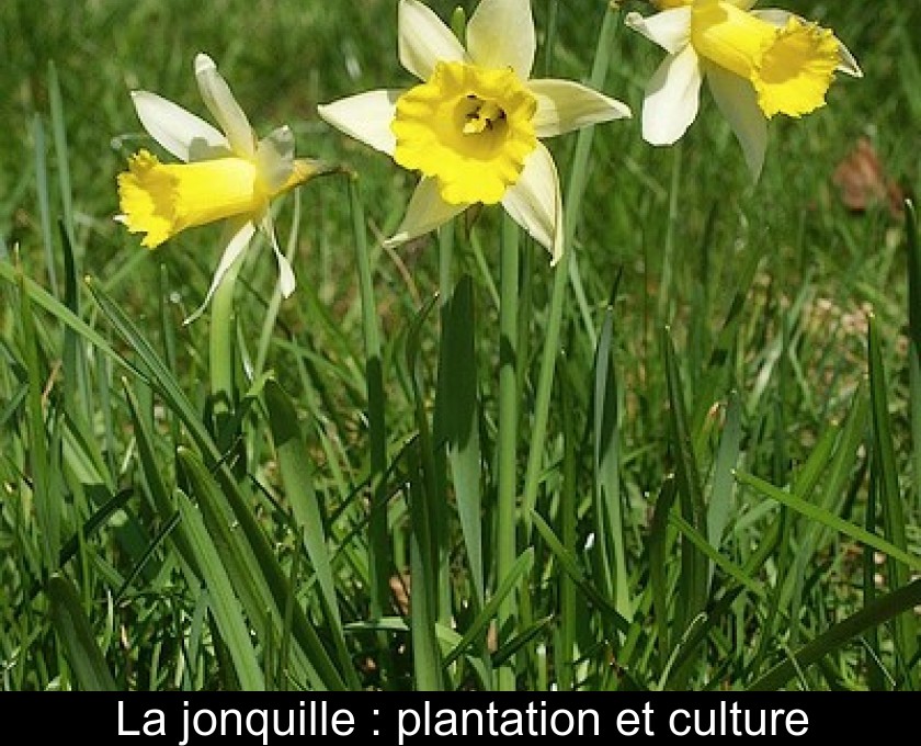 La jonquille : plantation et culture