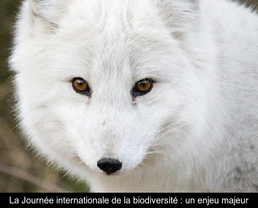 La Journée internationale de la biodiversité : un enjeu majeur La Journée internationale de la biodiversité : un enjeu majeur