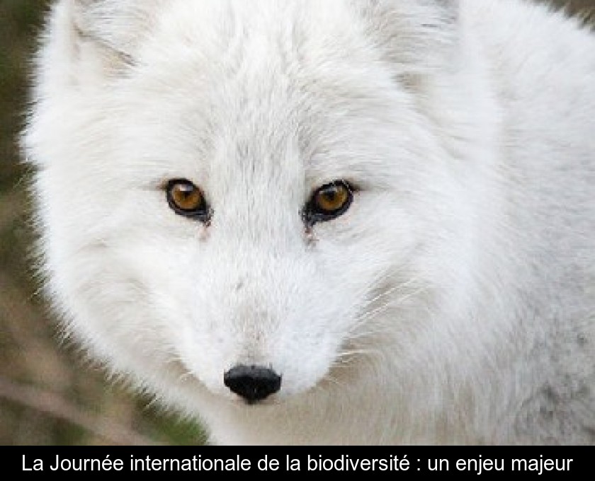 La Journée internationale de la biodiversité : un enjeu majeur