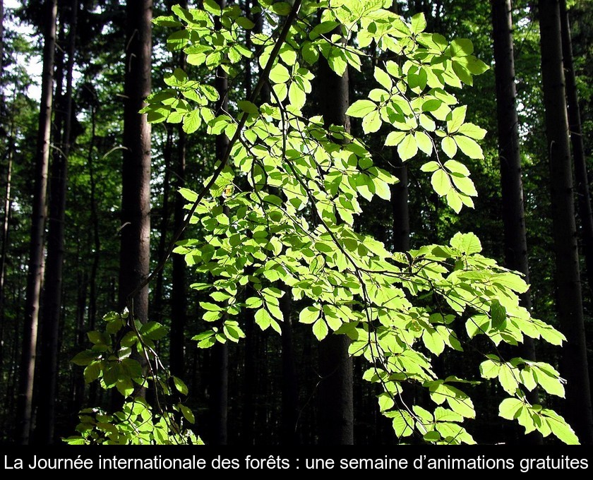 La Journée internationale des forêts : une semaine d’animations gratuites