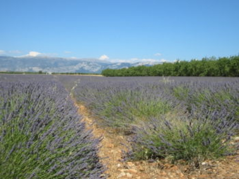 La lavande La lavande