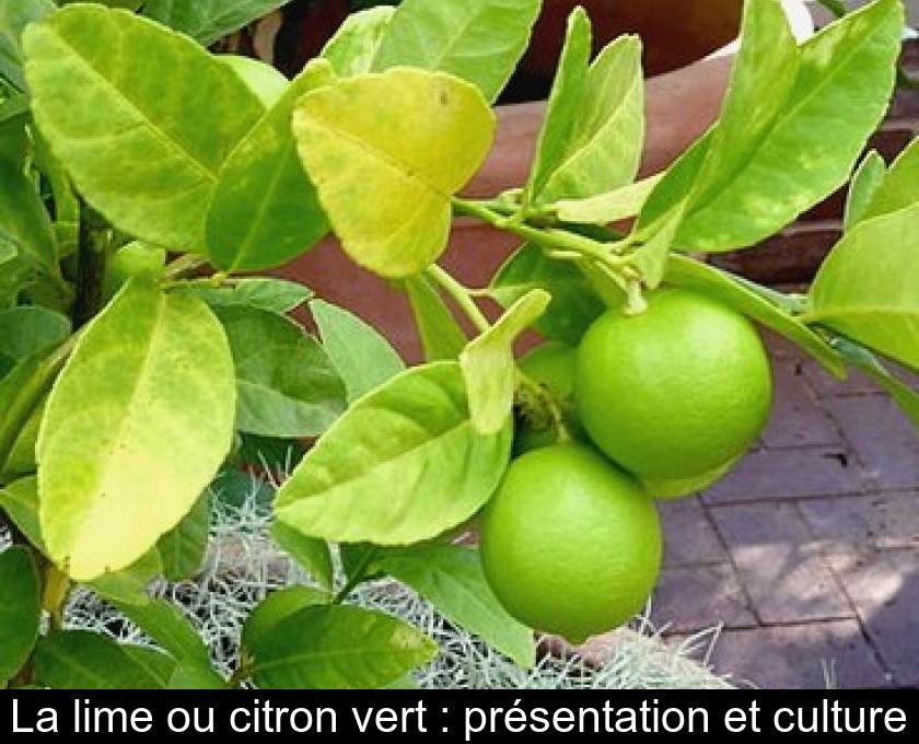 La lime ou citron vert : présentation et culture La lime ou citron vert : présentation et culture