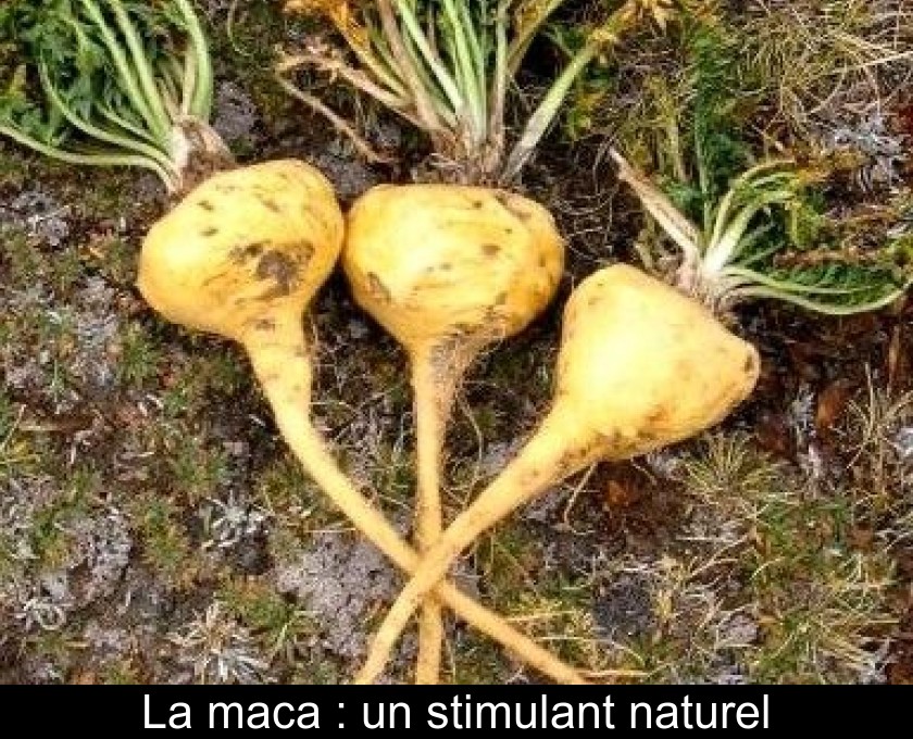La maca : un stimulant naturel La maca : un stimulant naturel
