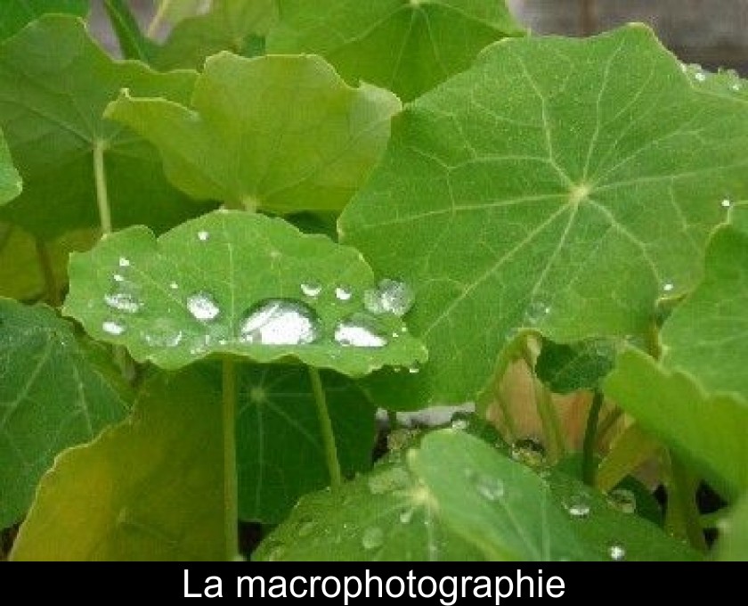 La macrophotographie La macrophotographie
