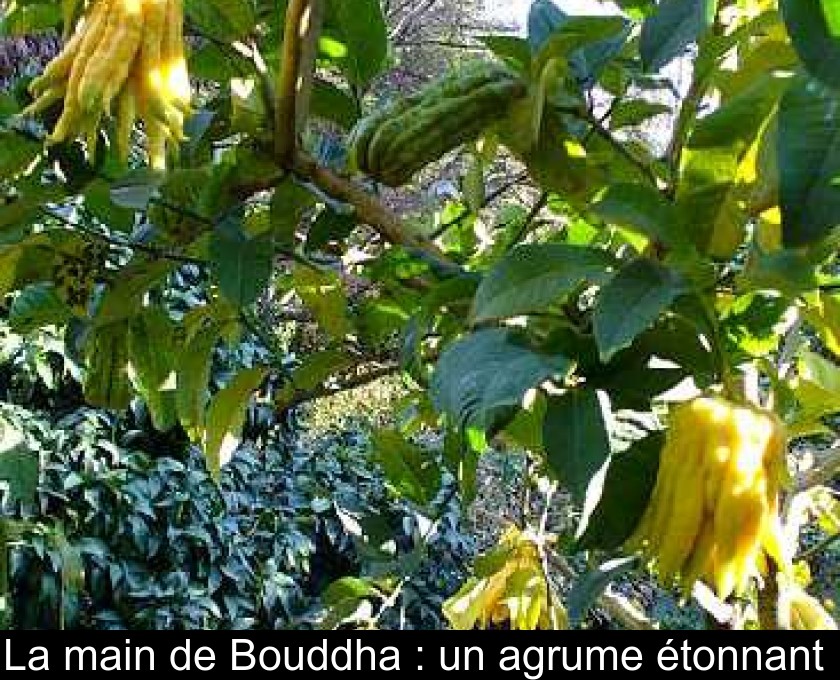 La main de Bouddha : un agrume étonnant La main de Bouddha : un agrume étonnant
