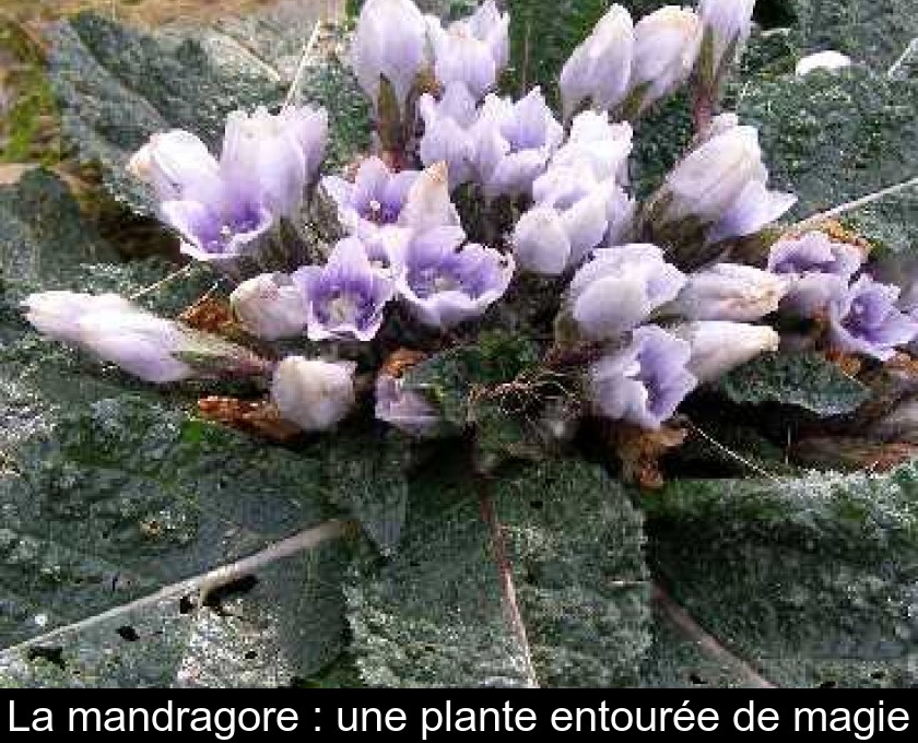 La mandragore : une plante entourée de magie La mandragore : une plante entourée de magie