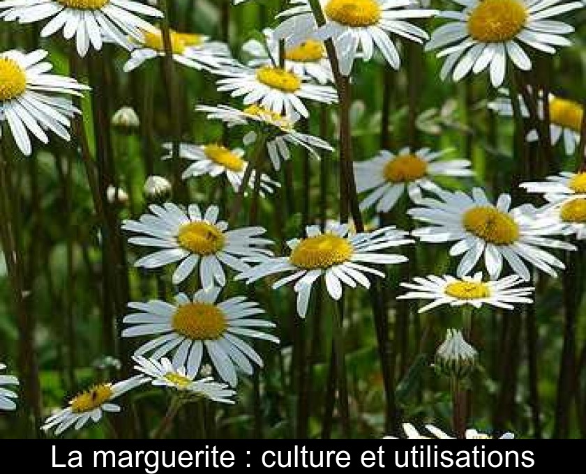 La marguerite : culture et utilisations