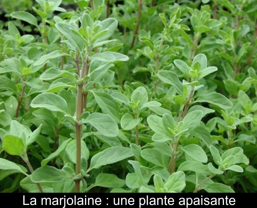 La marjolaine : une plante apaisante La marjolaine : une plante apaisante