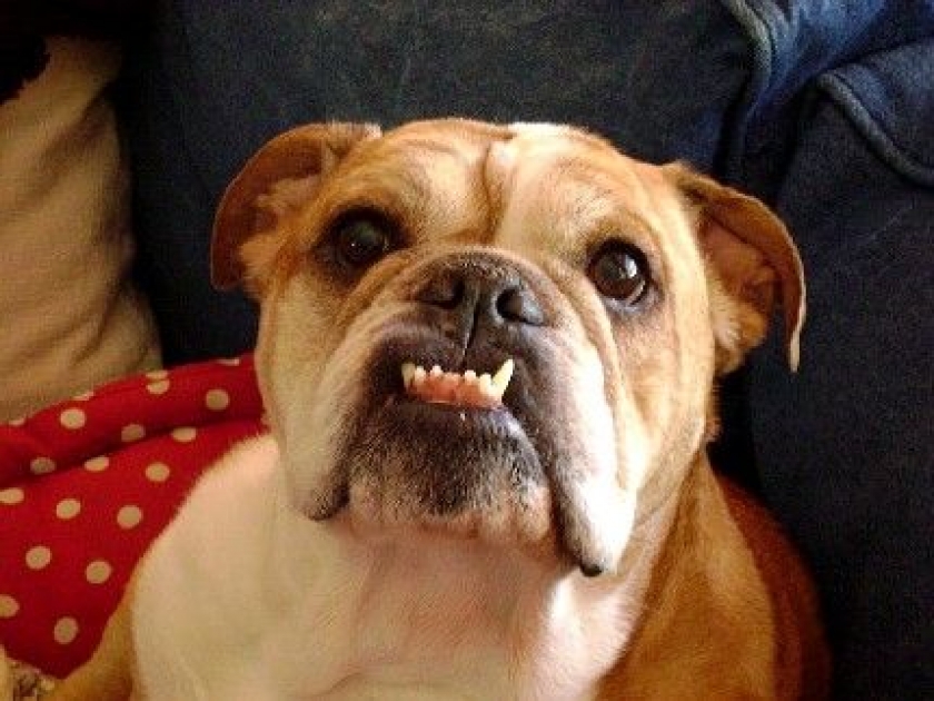 La mauvaise haleine du chien : quelles solutions ? La mauvaise haleine du chien : quelles solutions ?