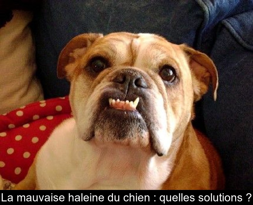 La mauvaise haleine du chien : quelles solutions ? La mauvaise haleine du chien : quelles solutions ?