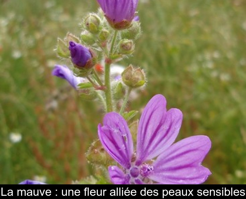 La mauve : une fleur alliée des peaux sensibles