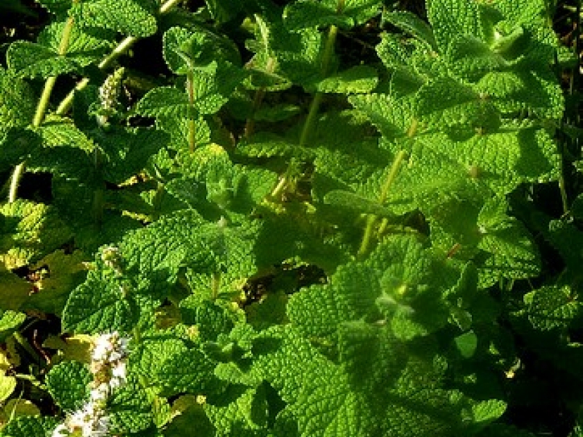 La menthe : des variétés aux saveurs étonnantes La menthe : des variétés aux saveurs étonnantes