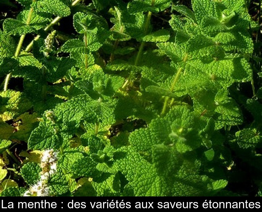 La menthe : des variétés aux saveurs étonnantes La menthe : des variétés aux saveurs étonnantes