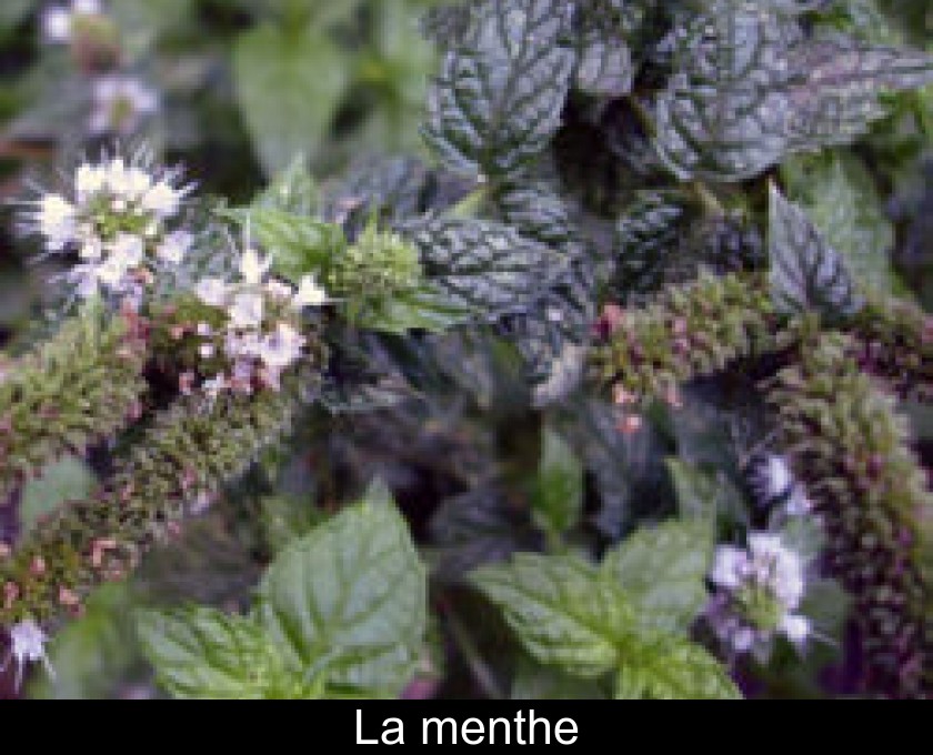 La menthe La menthe