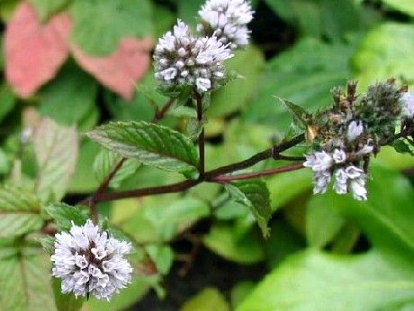 La menthe poivrée : une huile essentielle multi-usages La menthe poivrée : une huile essentielle multi-usages