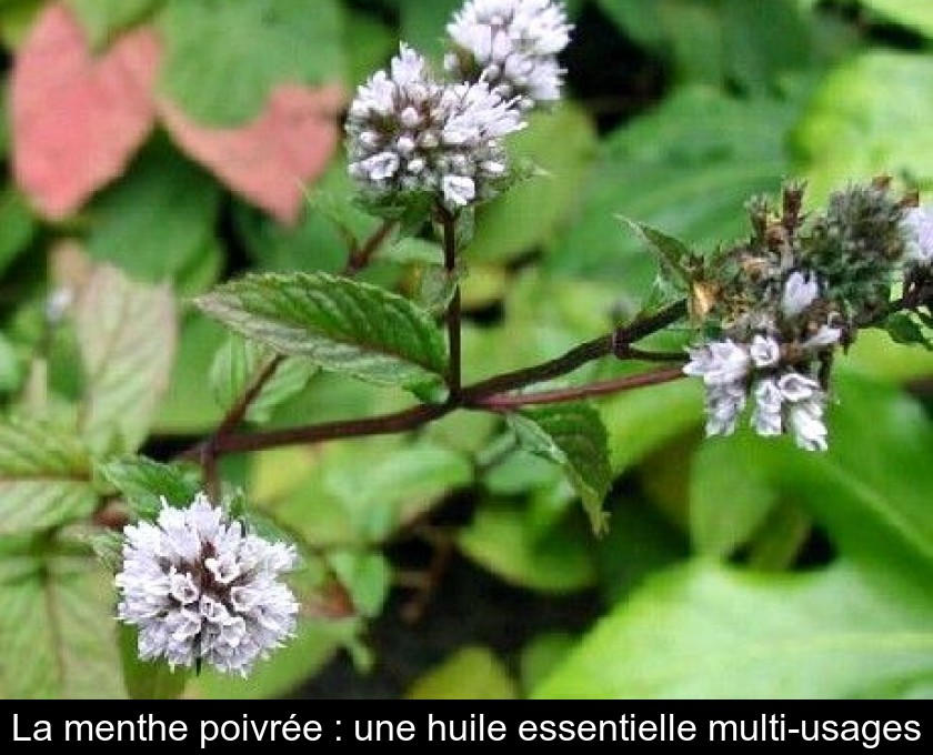 Comment utiliser l'huile essentielle de menthe poivrée