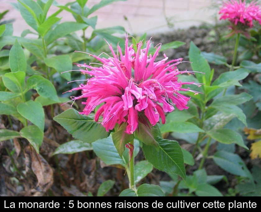 La monarde : présentation et culture La monarde : présentation et culture