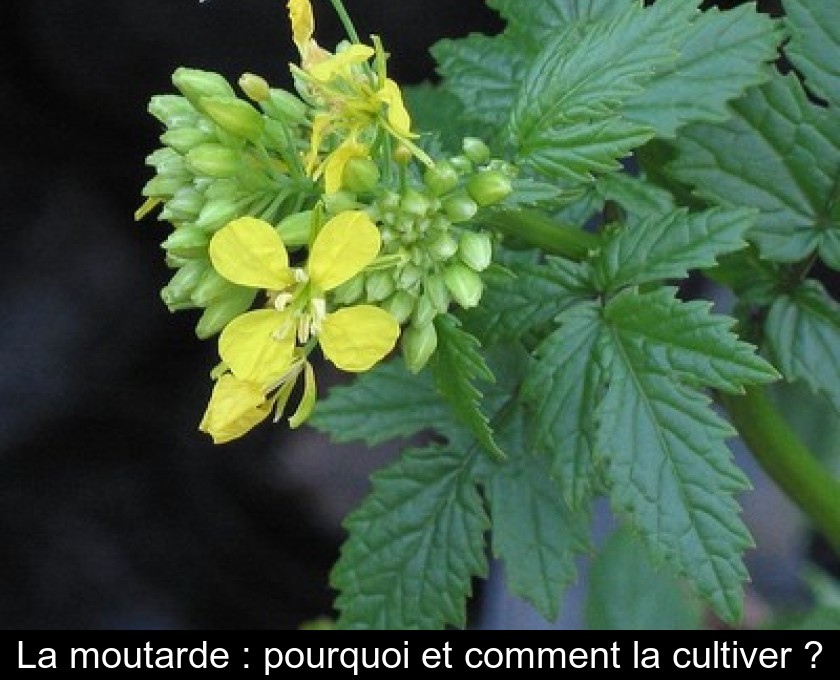 La moutarde : pourquoi et comment la cultiver ? La moutarde : pourquoi et comment la cultiver ?