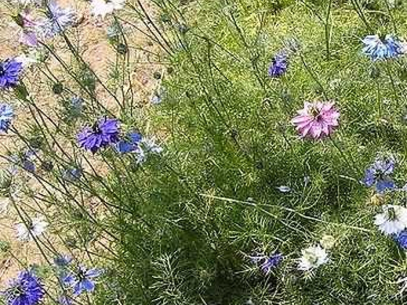 La nigelle de Damas : une jolie fleur pour les massifs La nigelle de Damas : une jolie fleur pour les massifs