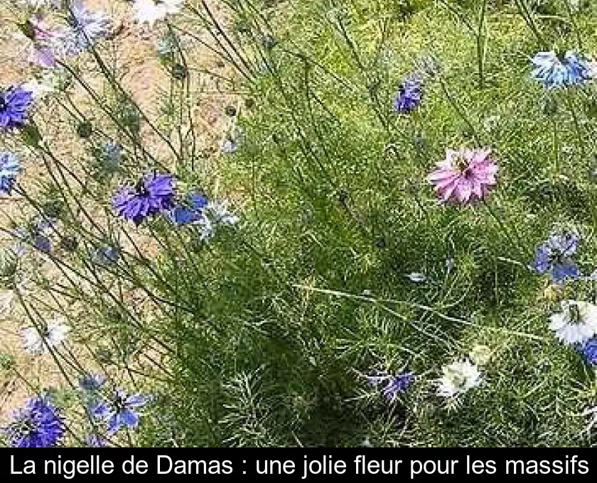 La nigelle de Damas : une jolie fleur pour les massifs