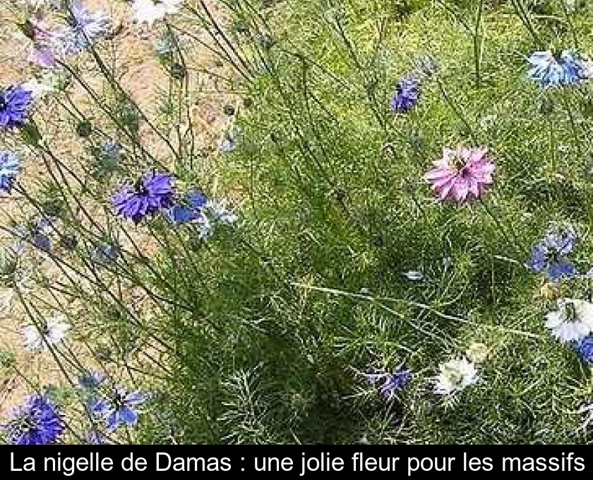 La nigelle de Damas : une jolie fleur pour les massifs La nigelle de Damas : une jolie fleur pour les massifs