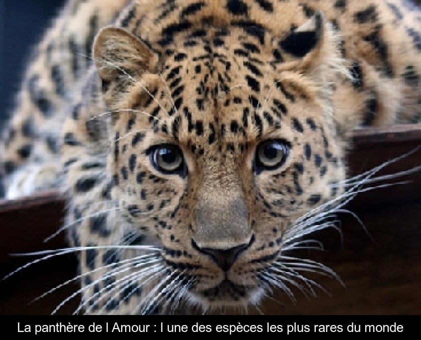 La panthère de l'Amour : l'une des espèces les plus rares du monde La panthère de l'Amour : l'une des espèces les plus rares du monde